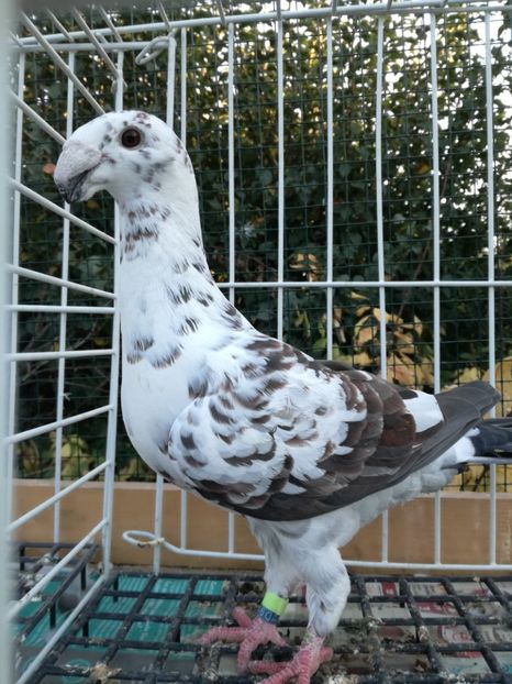 0-1 d  2018,vinduta - De vanzare 2019