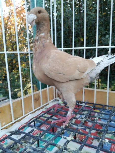 1-0 d 2016,vindut - De vanzare 2019