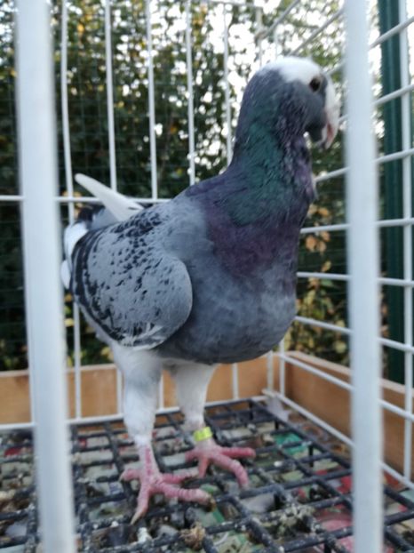 0-1 ro  2014 - De vanzare 2019