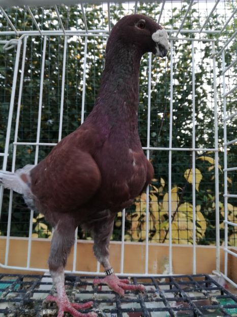 1-0 ro 2016,,vindut - De vanzare 2019