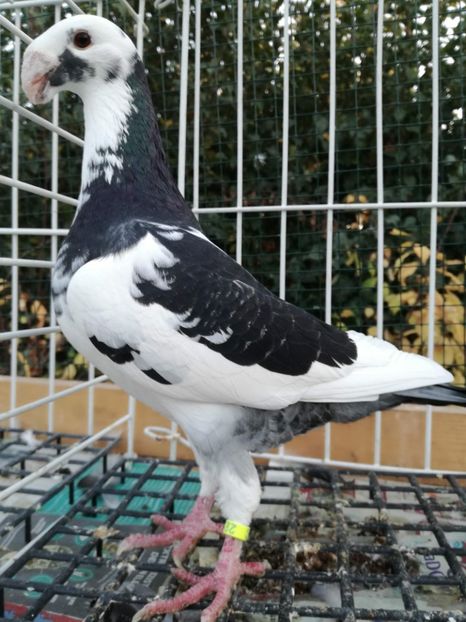 0-1 ro2017 - De vanzare 2019