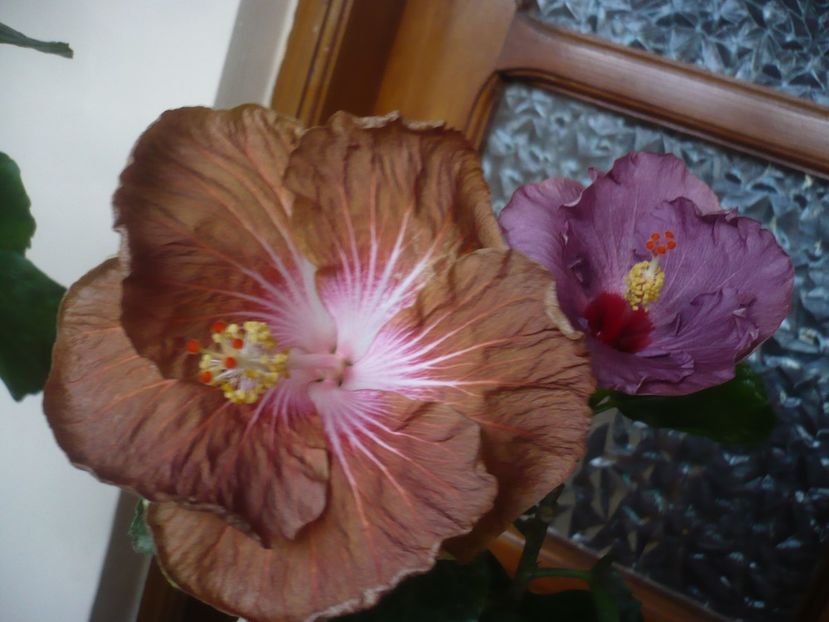P1430275 - HIBISCUSI 2019-3