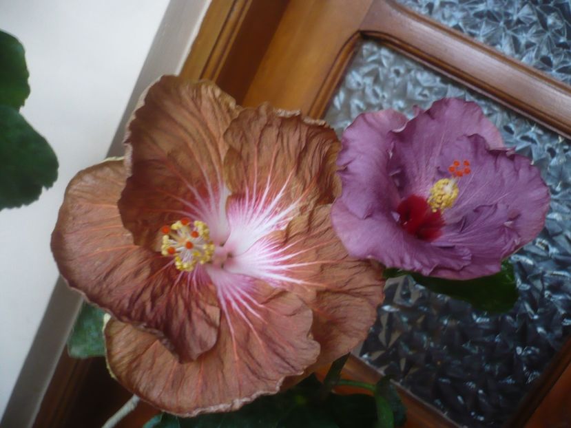 P1430276 - HIBISCUSI 2019-3