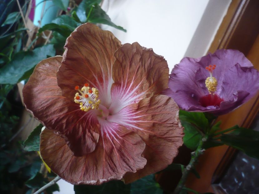 P1430278 - HIBISCUSI 2019-3