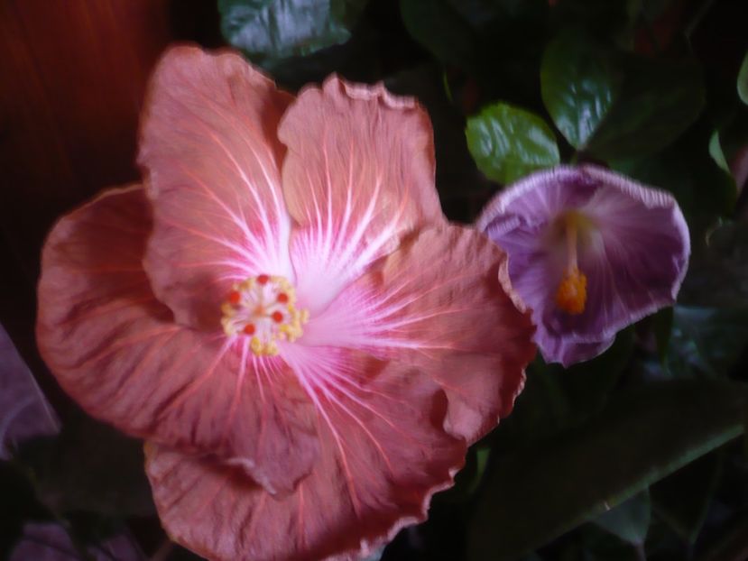 P1430279 - HIBISCUSI 2019-3