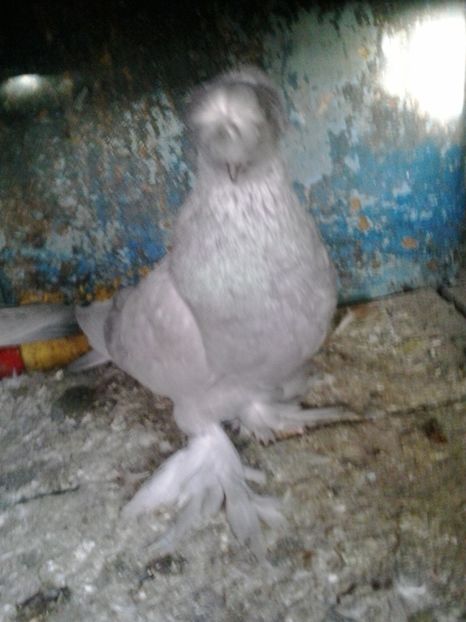 2019-11-15 15.42.27 - JDB argintii fara trese