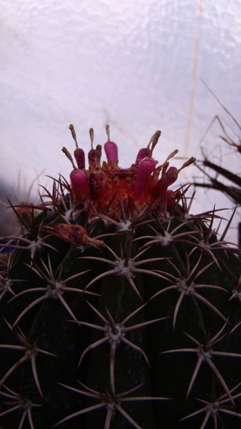  - Melocactus