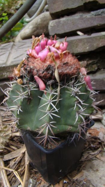  - Melocactus