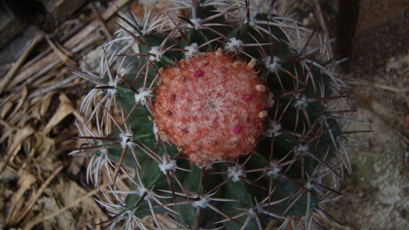  - Melocactus