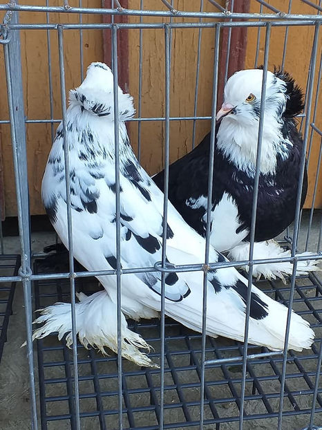 vândut lui Iordache Alex(HD) - Porumbei VÂNDUȚI