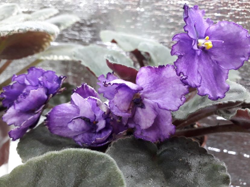  - ZZ Lyons Plum Puding