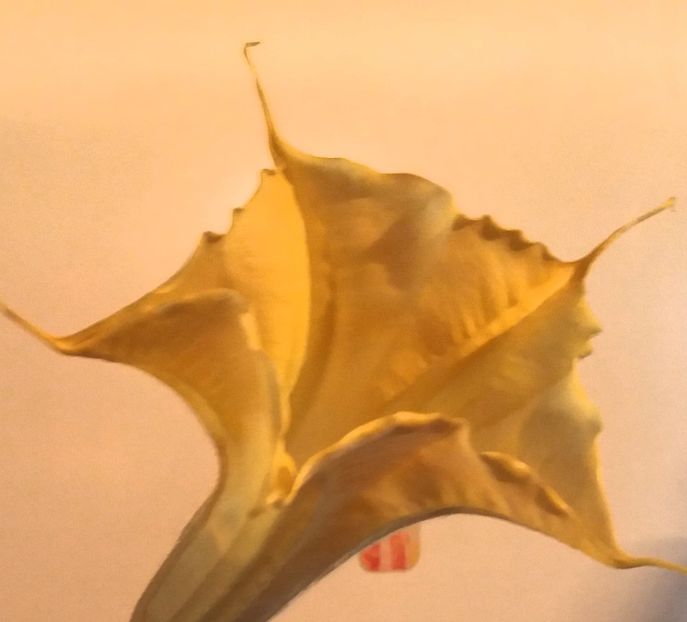  - Brugmasia si datura
