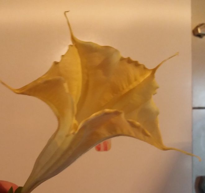 Galbena mea - Brugmasia si datura