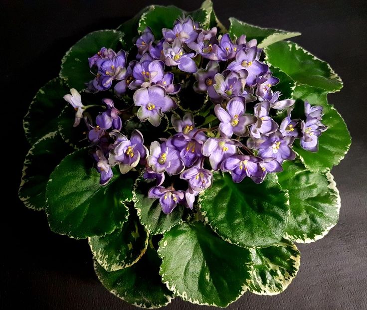 Poza net - Frosty Frolic