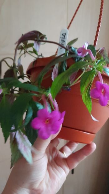  - 0 Achimenes 2019