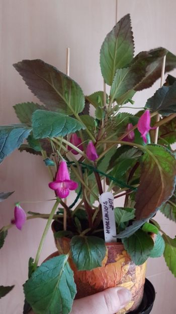  - 0 Achimenes 2019