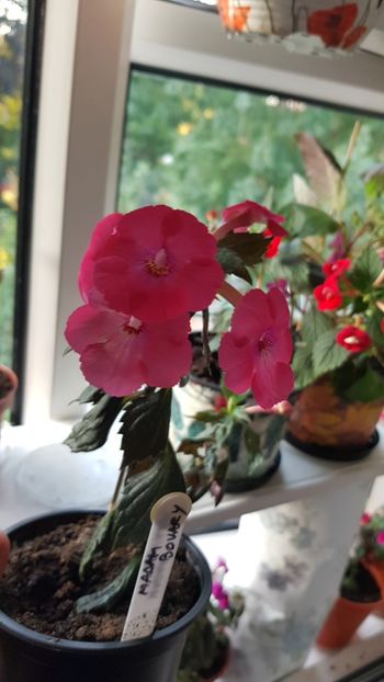  - 0 Achimenes 2019