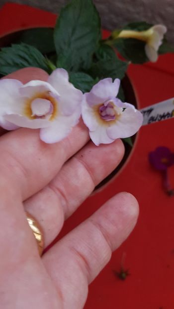  - 0 Achimenes 2019