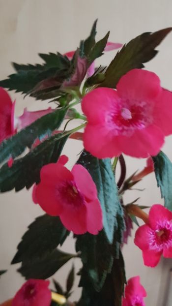  - 0 Achimenes 2019