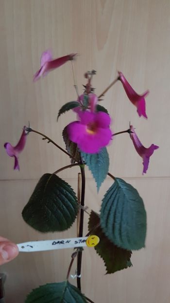  - 0 Achimenes 2019