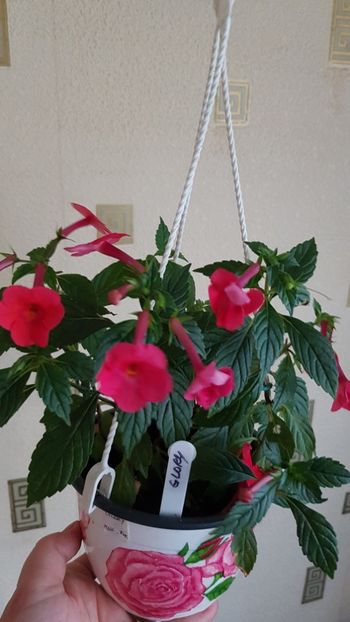  - 0 Achimenes 2019