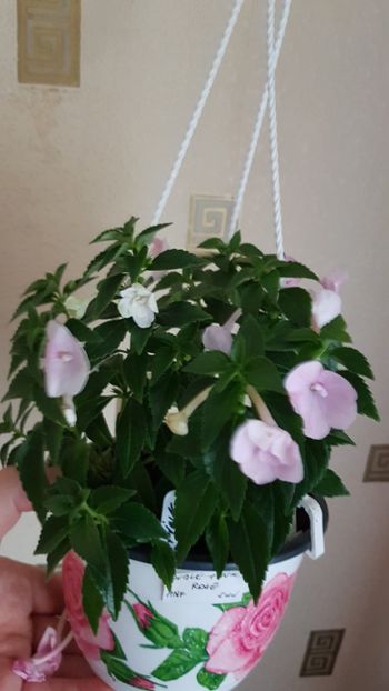  - 0 Achimenes 2019