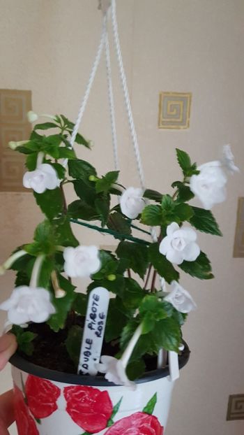  - 0 Achimenes 2019