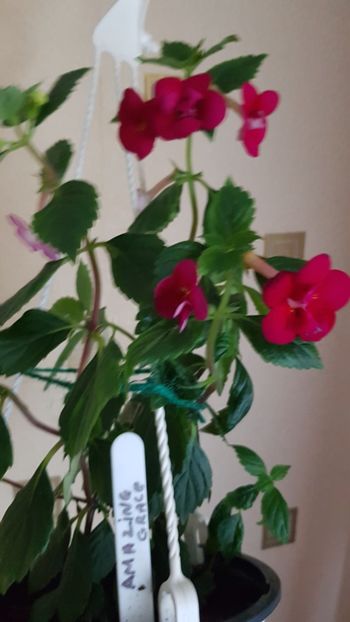  - 0 Achimenes 2019