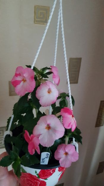  - 0 Achimenes 2019
