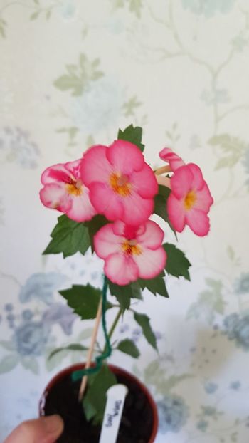  - 0 Achimenes 2019