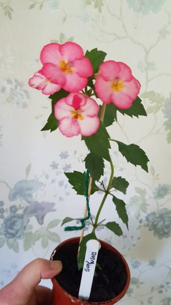  - 0 Achimenes 2019