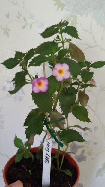  - 0 Achimenes 2019