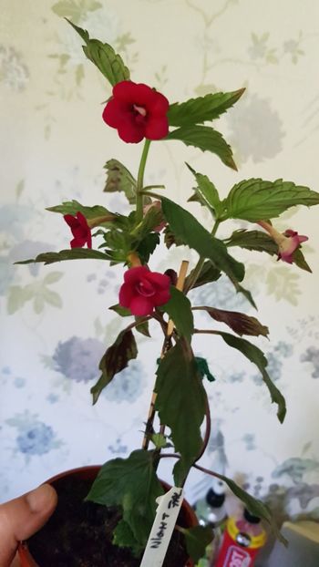  - 0 Achimenes 2019