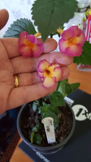  - 0 Achimenes 2019