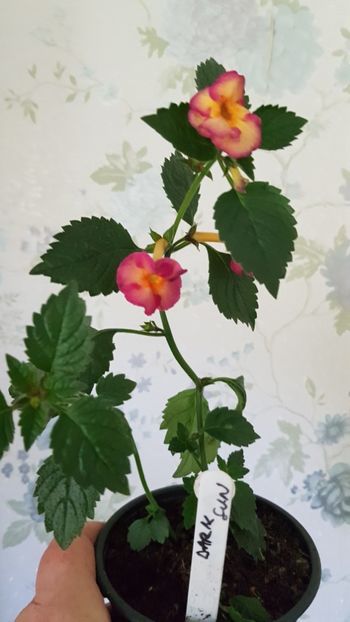  - 0 Achimenes 2019