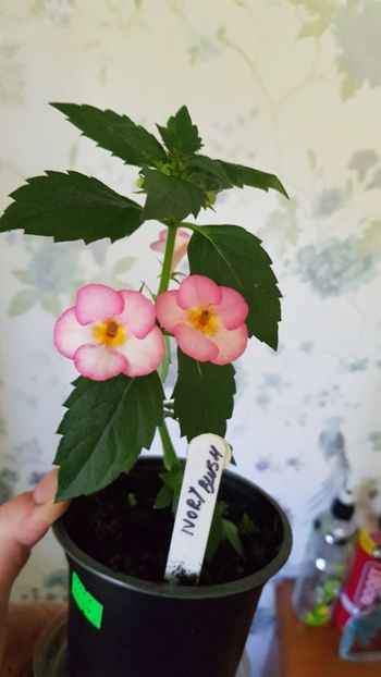  - 0 Achimenes 2019