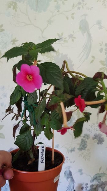  - 0 Achimenes 2019