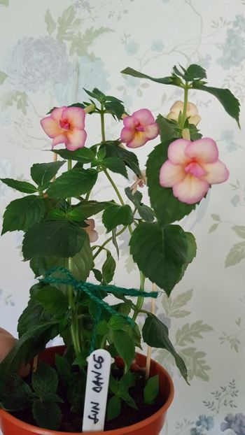  - 0 Achimenes 2019