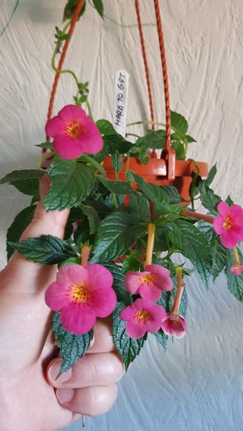  - 0 Achimenes 2019