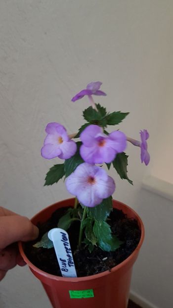  - 0 Achimenes 2019