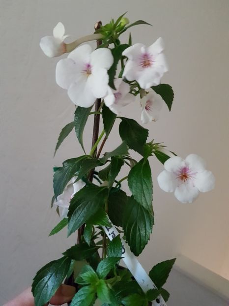  - 0 Achimenes 2019