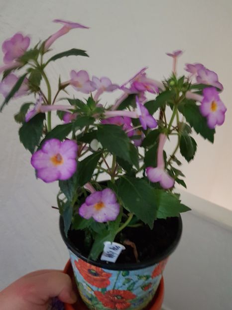 - 0 Achimenes 2019