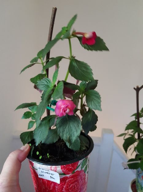  - 0 Achimenes 2019