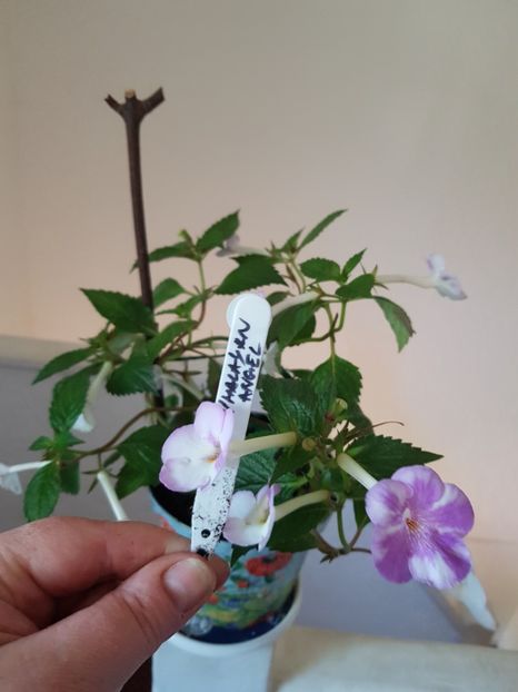  - 0 Achimenes 2019