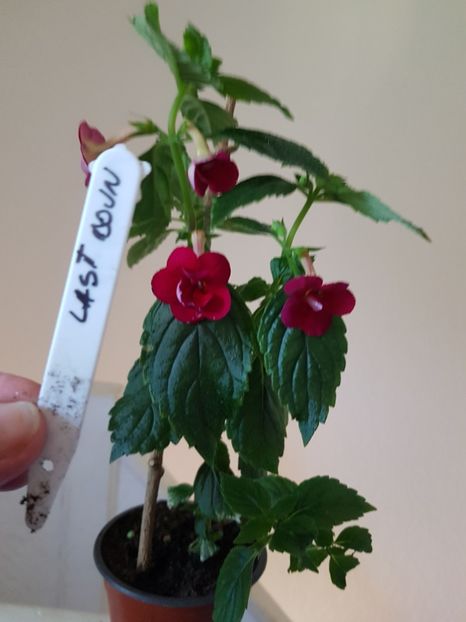  - 0 Achimenes 2019