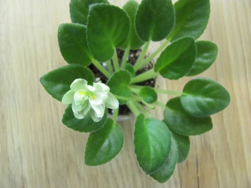  - N-Snezhnyi Georgin