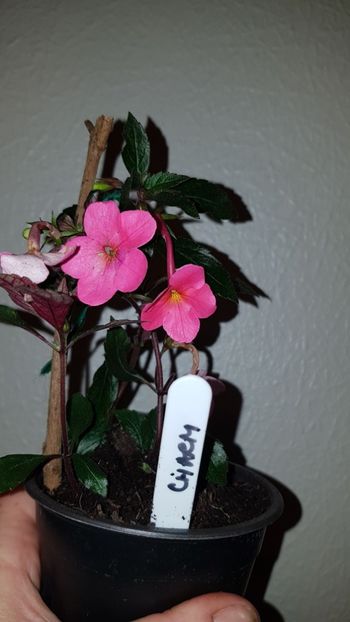 IMG-20190827-WA0028 - 0 Achimenes 2019