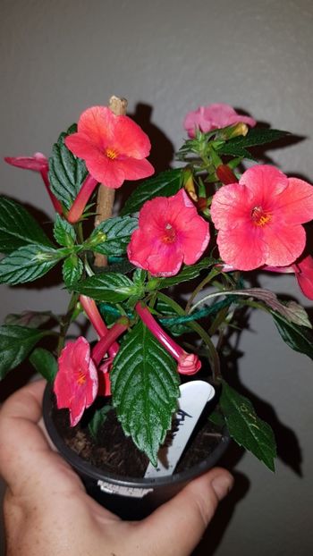 IMG-20190827-WA0034 - 0 Achimenes 2019