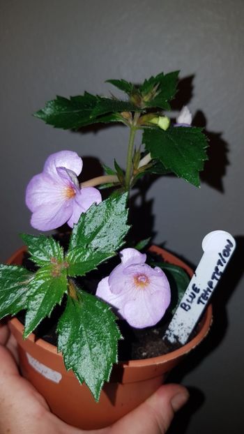 IMG-20190827-WA0036 - 0 Achimenes 2019
