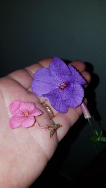 IMG-20190827-WA0040 - 0 Achimenes 2019